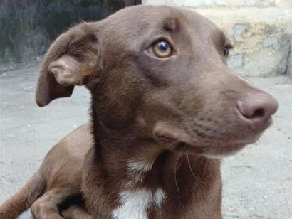 Cachorro raça SRD-ViraLata idade 7 a 11 meses nome choco