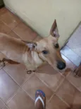 amarela
