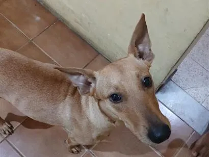 Cachorro raça SRD-ViraLata idade 7 a 11 meses nome amarela