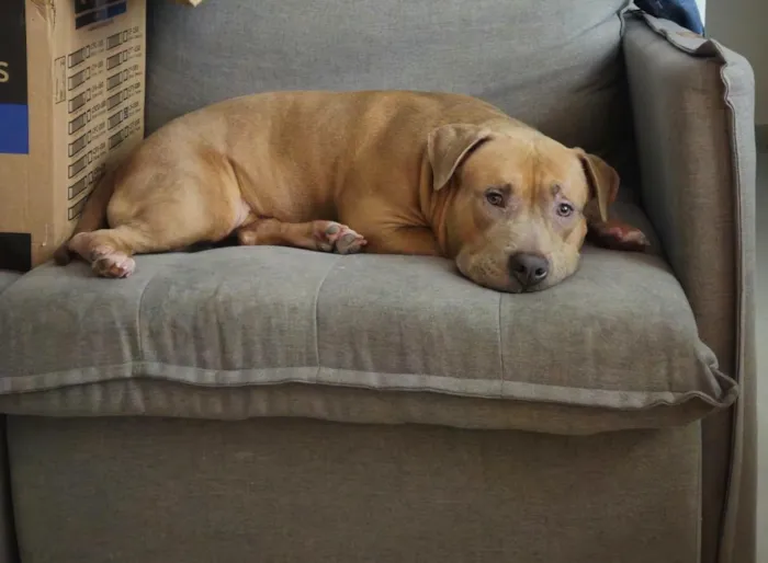 Cachorro raça SRD-ViraLata idade 7 a 11 meses nome Kalel