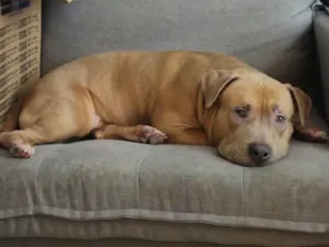 Cachorro raça SRD-ViraLata idade 7 a 11 meses nome Kalel