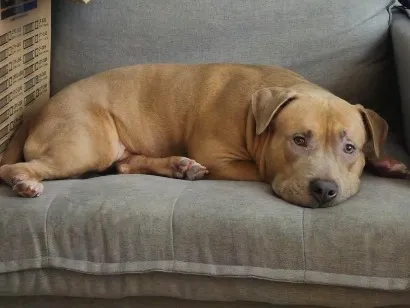 Cachorro raça SRD-ViraLata idade 7 a 11 meses nome Kalel