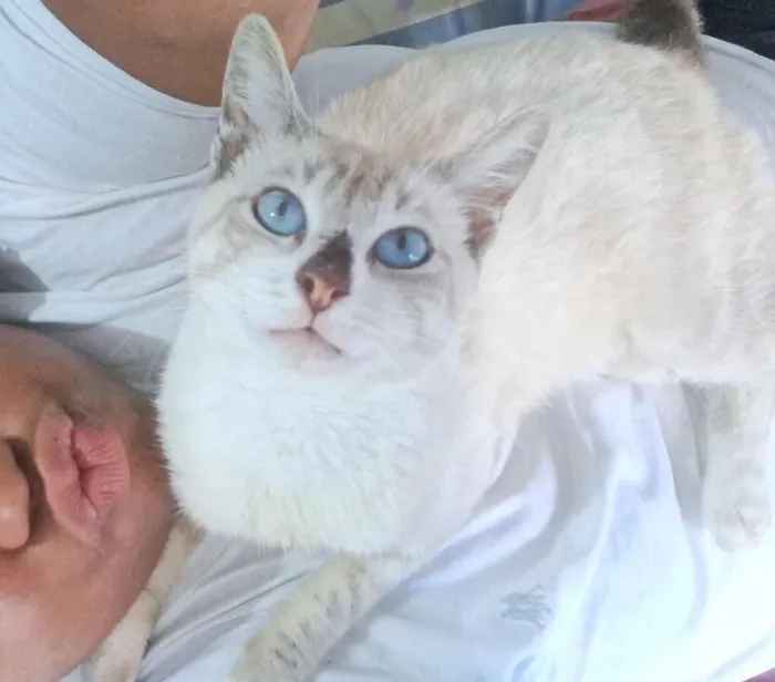 Gato raça Siamês idade 1 ano nome Pitoco