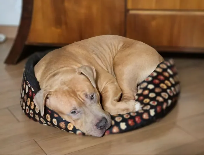 Cachorro raça SRD-ViraLata idade 7 a 11 meses nome Kalel