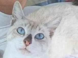 Gato raça Siamês idade 1 ano nome Pitoco