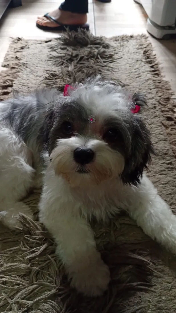 Cachorro raça Shitzu idade 1 ano nome Luna