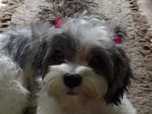 Cachorro raça Shitzu idade 1 ano nome Luna