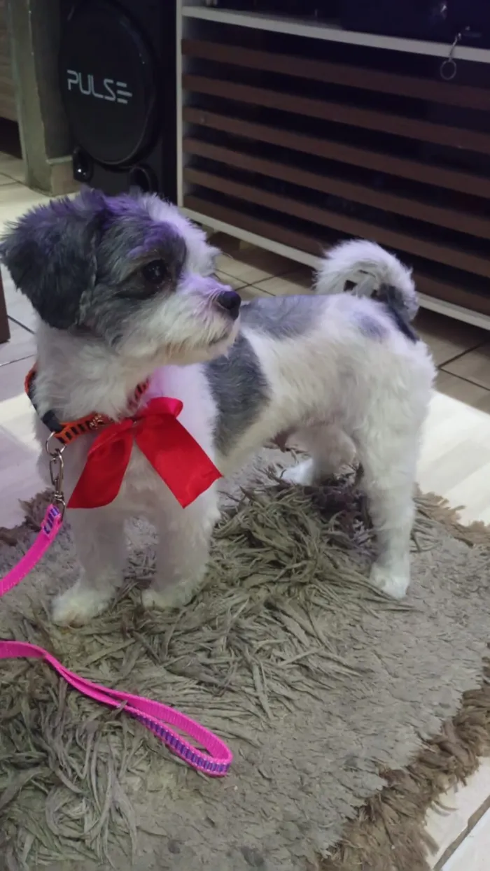 Cachorro raça Shitzu idade 1 ano nome Luna