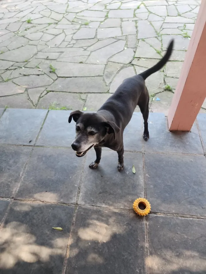 Cachorro raça SRD-ViraLata idade 5 anos nome Kevin 