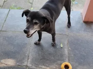 Cachorro raça SRD-ViraLata idade 5 anos nome Kevin 