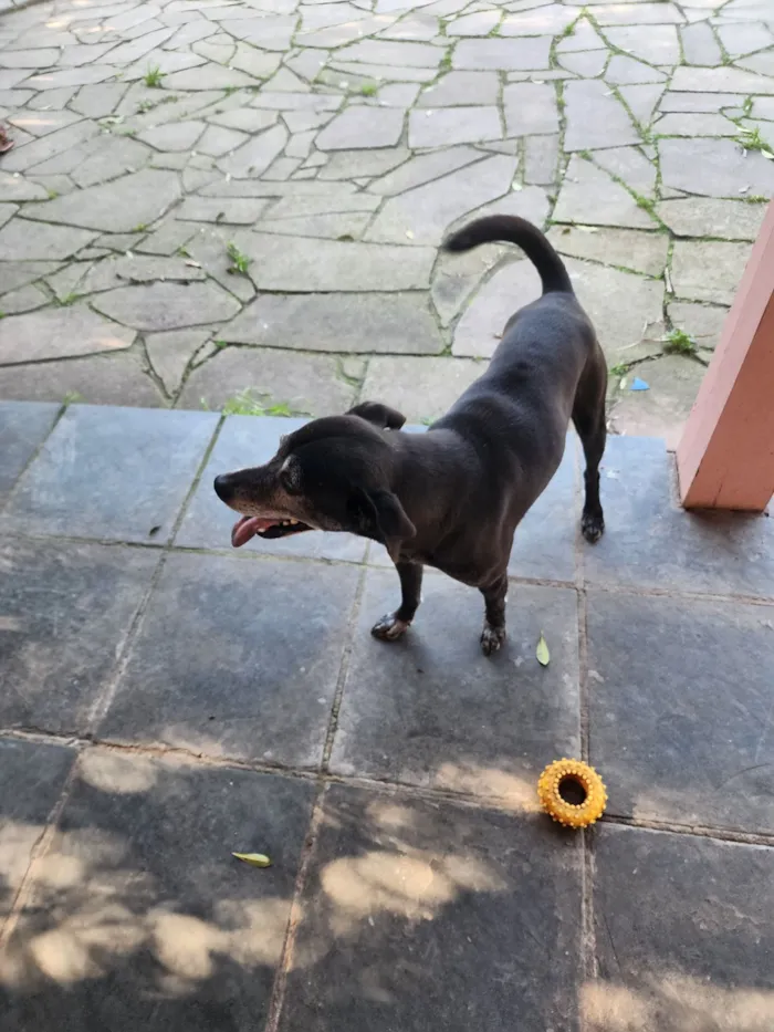 Cachorro raça SRD-ViraLata idade 5 anos nome Kevin 
