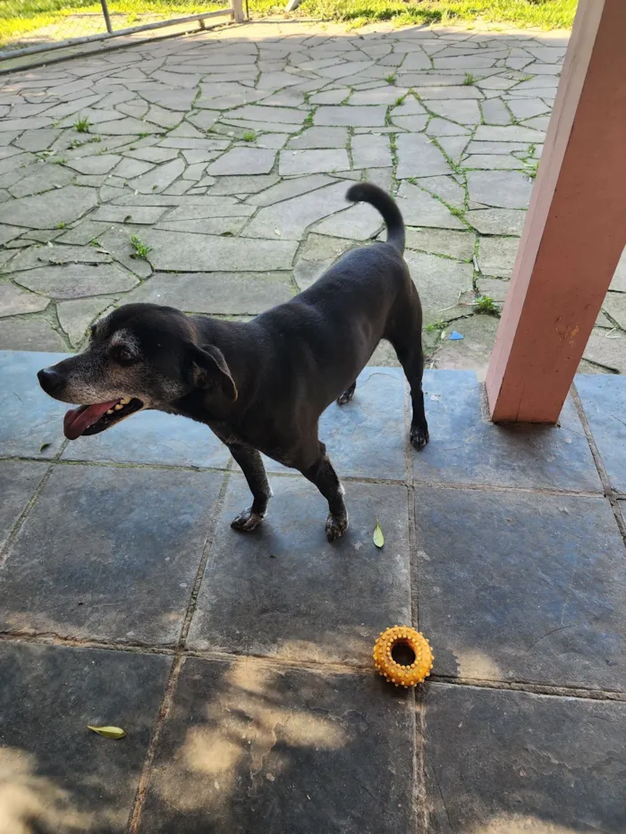 Cachorro raça SRD-ViraLata idade 5 anos nome Kevin 