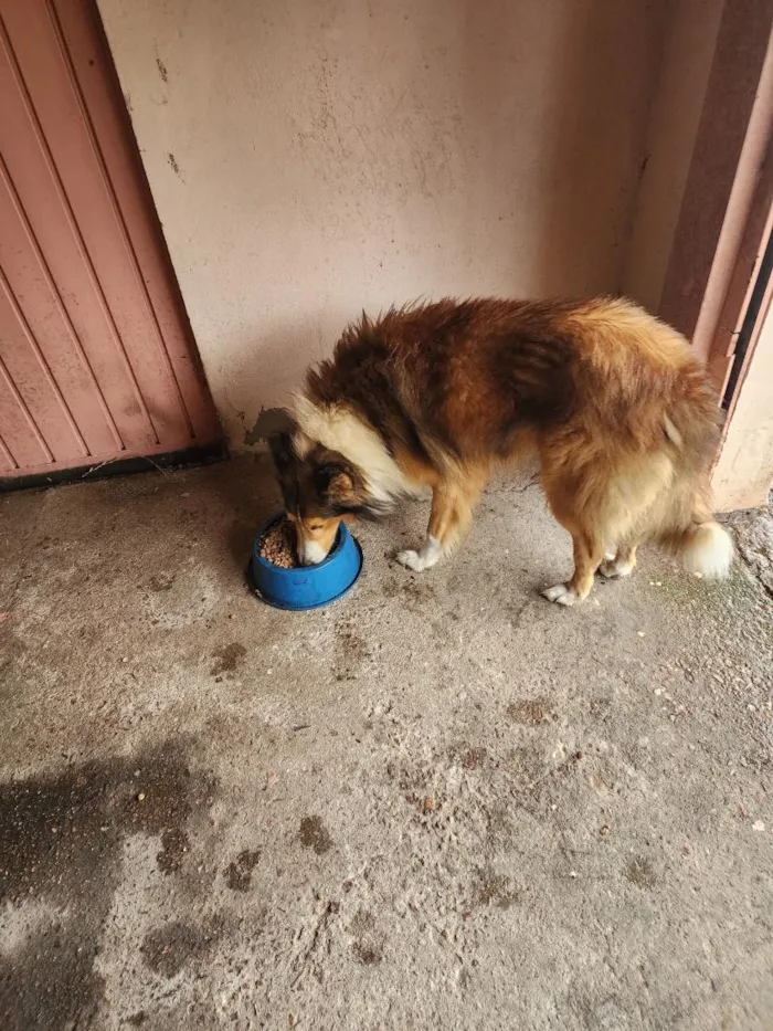 Cachorro raça Labrador idade 5 anos nome Thor 