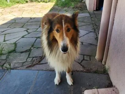 Cachorro raça Labrador idade 5 anos nome Thor 