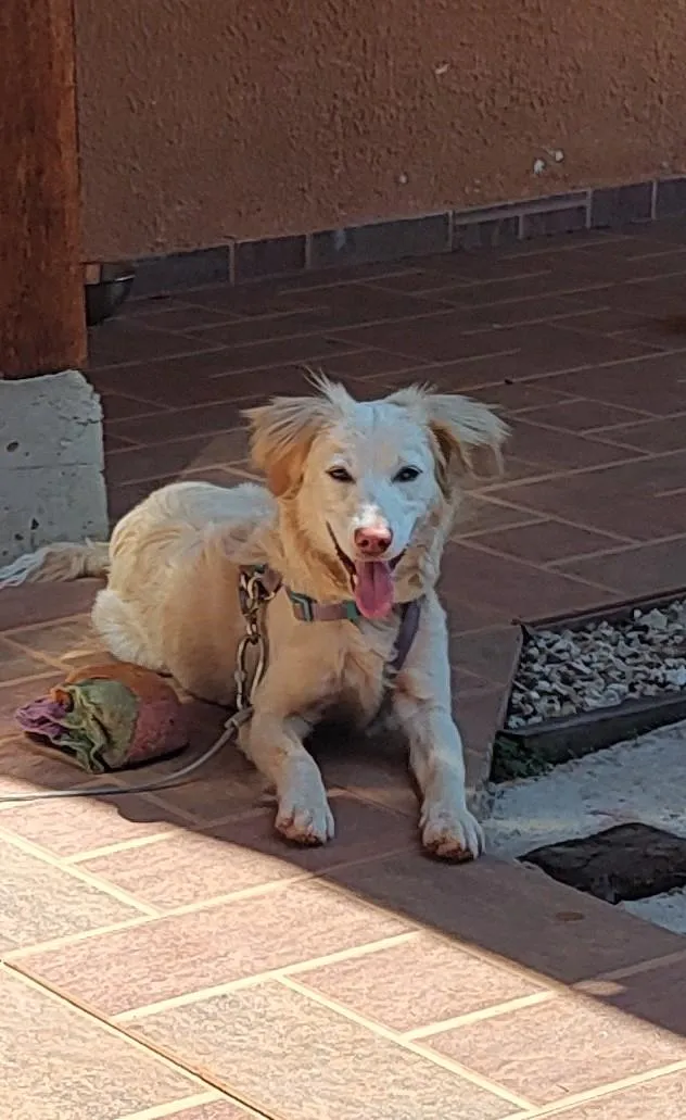 Cachorro raça SRD-ViraLata idade 7 a 11 meses nome Layla