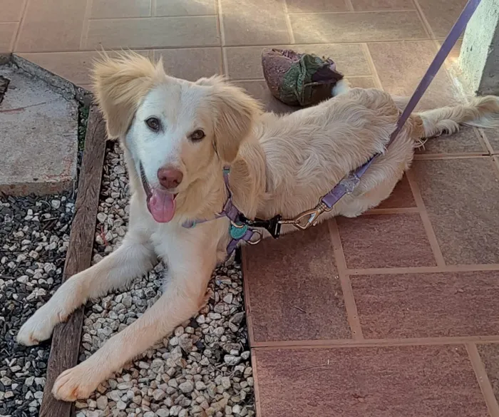 Cachorro raça SRD-ViraLata idade 7 a 11 meses nome Layla
