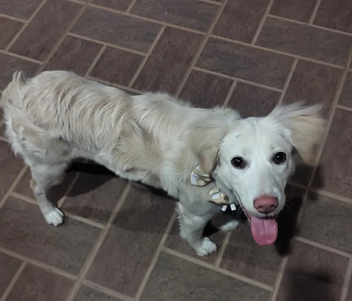Cachorro raça SRD-ViraLata idade 7 a 11 meses nome Layla