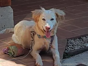 Cachorro raça SRD-ViraLata idade 7 a 11 meses nome Layla