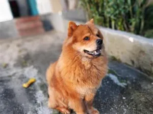 Cachorro raça SRD-ViraLata idade 6 ou mais anos nome SCARLET