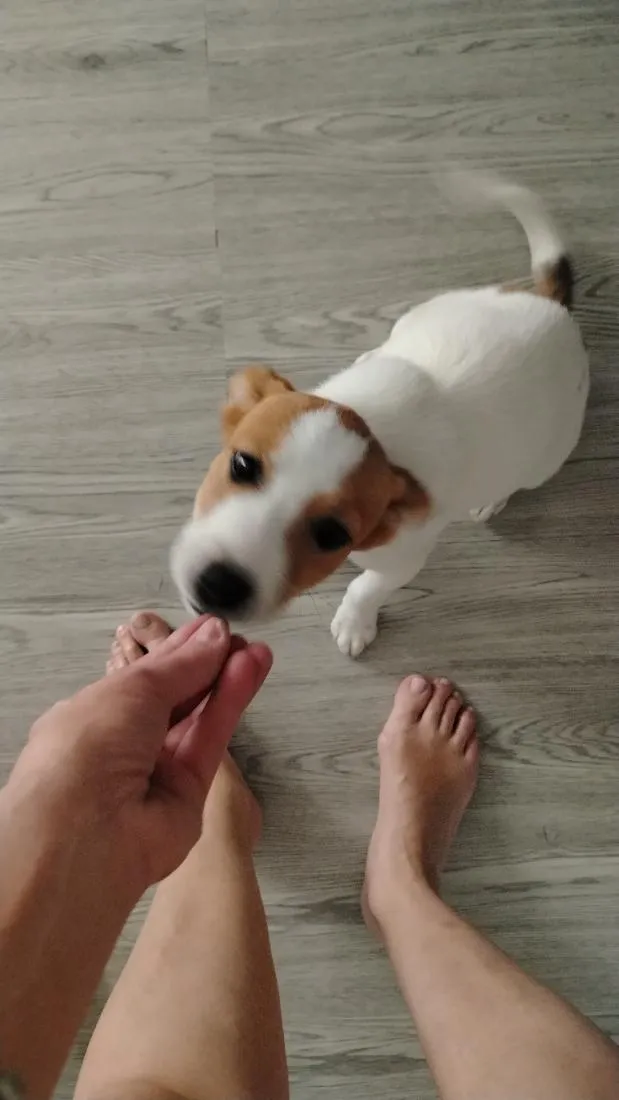 Cachorro raça SRD-ViraLata idade 2 a 6 meses nome sem nome