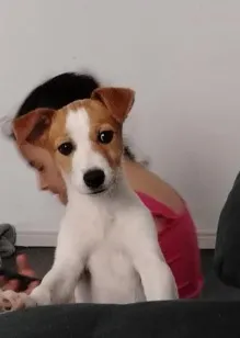 Cachorro raça SRD-ViraLata idade 2 a 6 meses nome sem nome