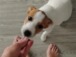 Cachorro raça SRD-ViraLata idade 2 a 6 meses nome sem nome