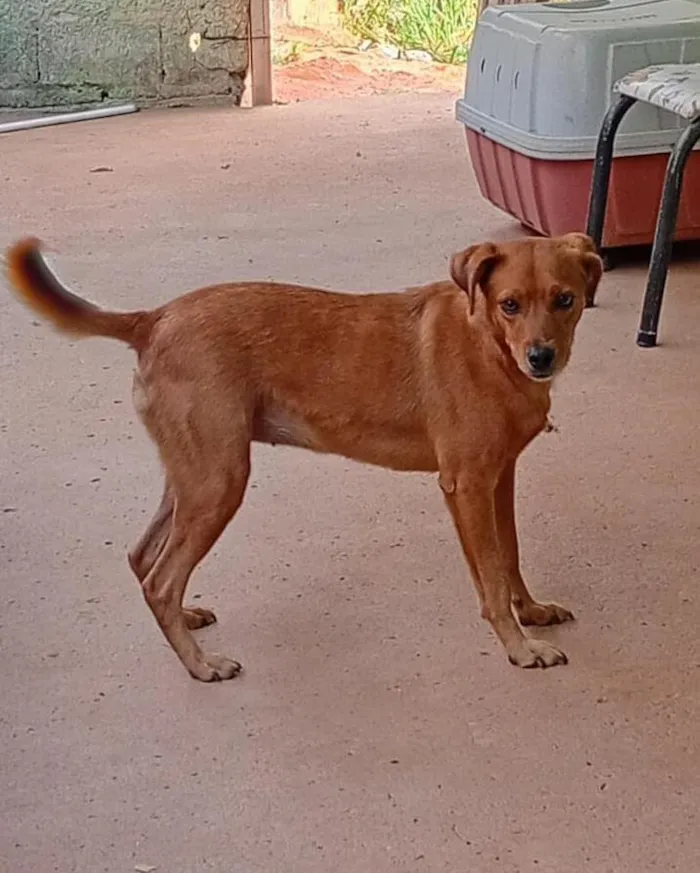 Cachorro raça SRD-ViraLata idade 2 anos nome pandora