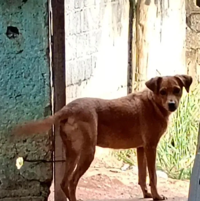 Cachorro raça SRD-ViraLata idade 2 anos nome pandora