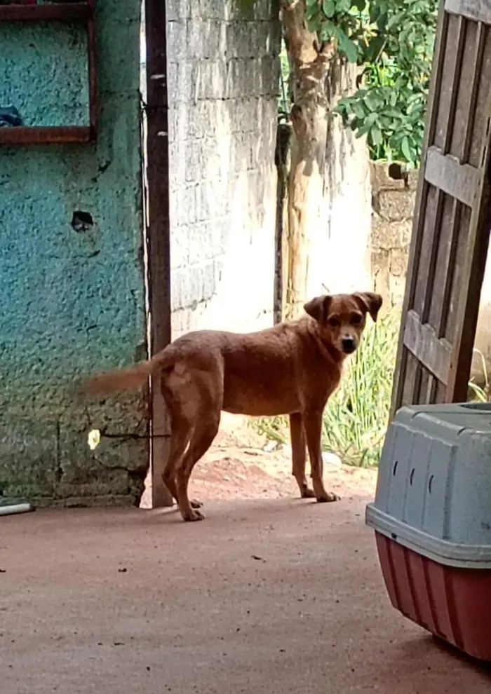 Cachorro raça SRD-ViraLata idade 2 anos nome pandora