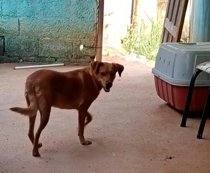 Cachorro raça SRD-ViraLata idade 2 anos nome pandora