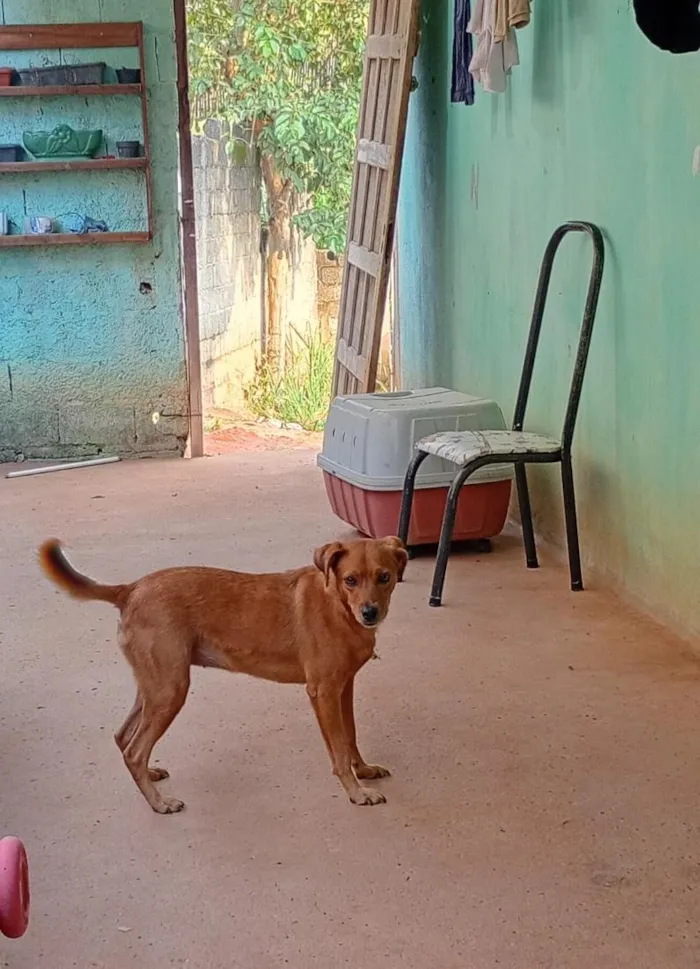 Cachorro raça SRD-ViraLata idade 2 anos nome pandora