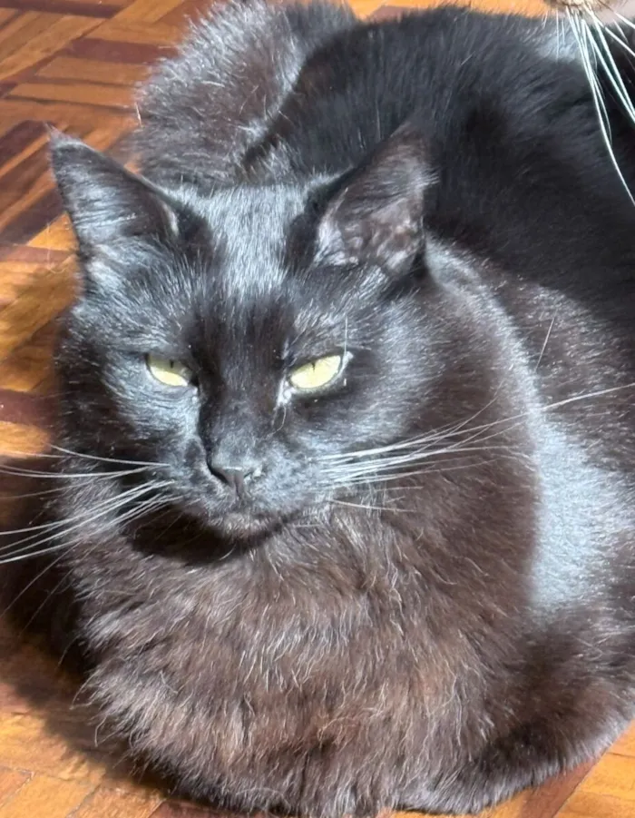 Gato raça SRD-ViraLata idade 5 anos nome Preto