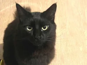 Gato raça SRD-ViraLata idade 5 anos nome Preto