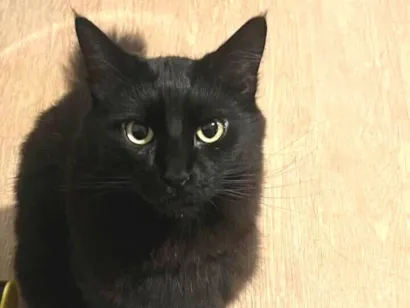 Gato raça SRD-ViraLata idade 5 anos nome Preto