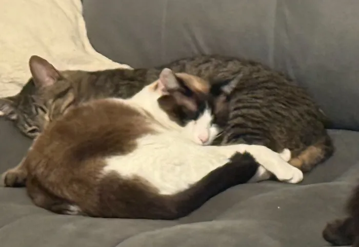 Gato raça SRD-ViraLata idade 4 anos nome Fêmea tricolor e rajadinho