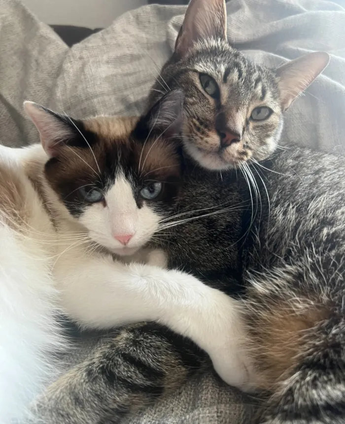 Gato raça SRD-ViraLata idade 4 anos nome Fêmea tricolor e rajadinho