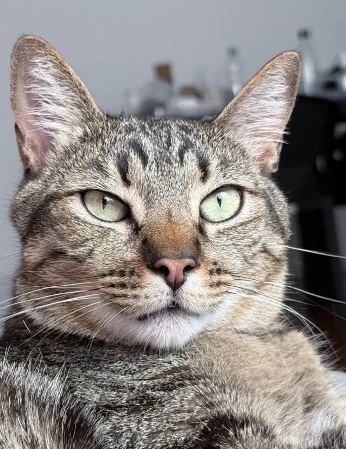 Gato raça SRD-ViraLata idade 4 anos nome Fêmea tricolor e rajadinho