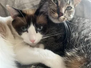 Gato raça SRD-ViraLata idade 4 anos nome Fêmea tricolor e rajadinho