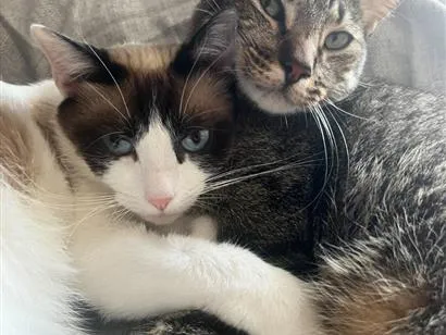 Gato raça SRD-ViraLata idade 4 anos nome Fêmea tricolor e rajadinho