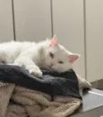 Gordinho