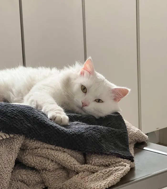 Gato raça SRD-ViraLata idade 5 anos nome Gordinho