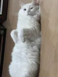 Gordinho
