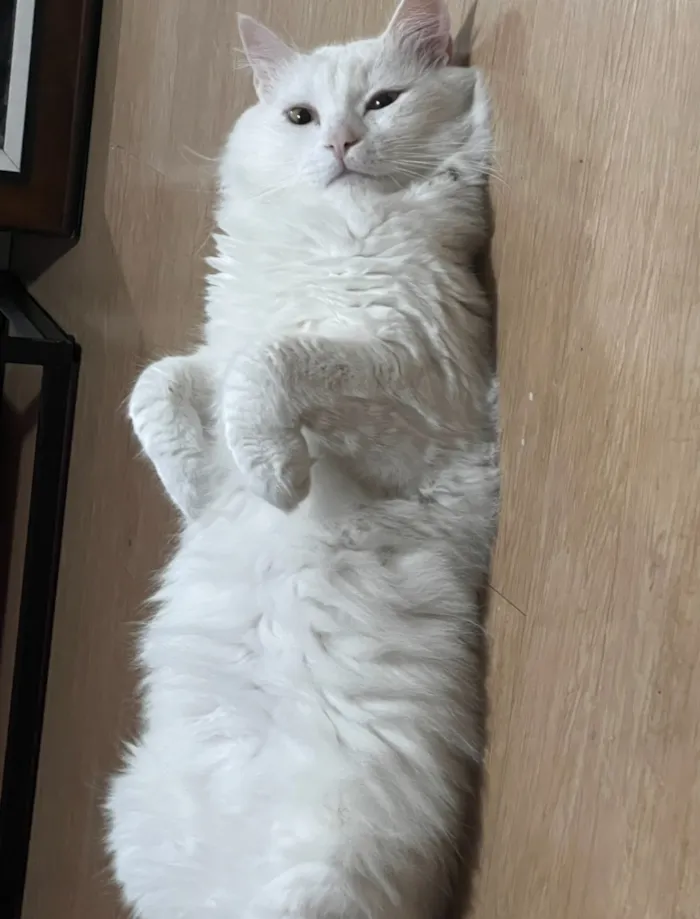Gato raça SRD-ViraLata idade 5 anos nome Gordinho