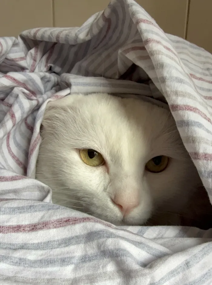 Gato raça SRD-ViraLata idade 5 anos nome Gordinho