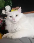 Gordinho