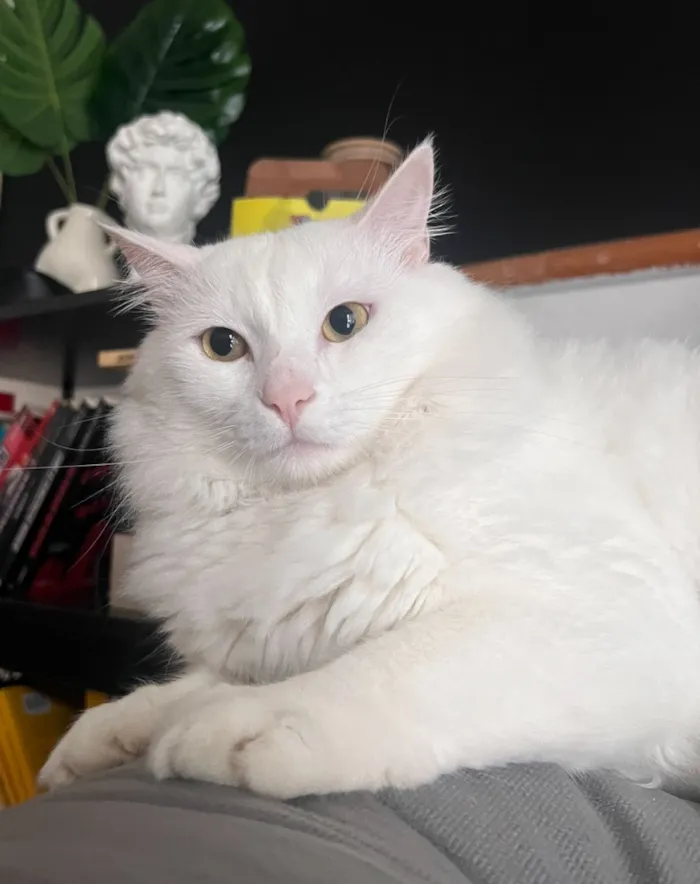 Gato raça SRD-ViraLata idade 5 anos nome Gordinho