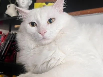 Gato raça SRD-ViraLata idade 5 anos nome Gordinho
