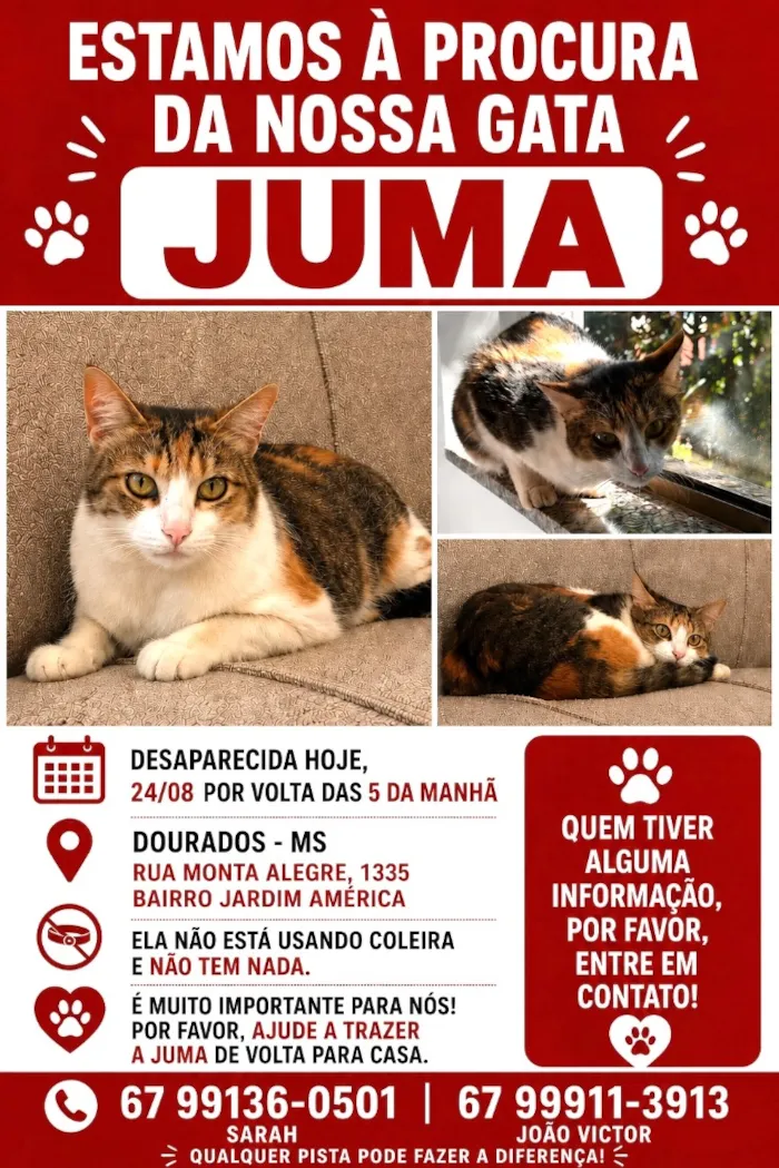 Gato raça SRD-ViraLata idade 4 anos nome Juma