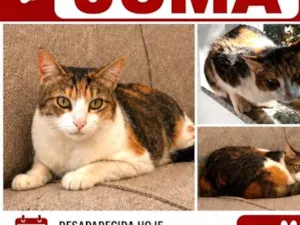 Gato raça SRD-ViraLata idade 4 anos nome Juma