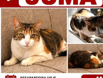 Gato raça SRD-ViraLata idade 4 anos nome Juma
